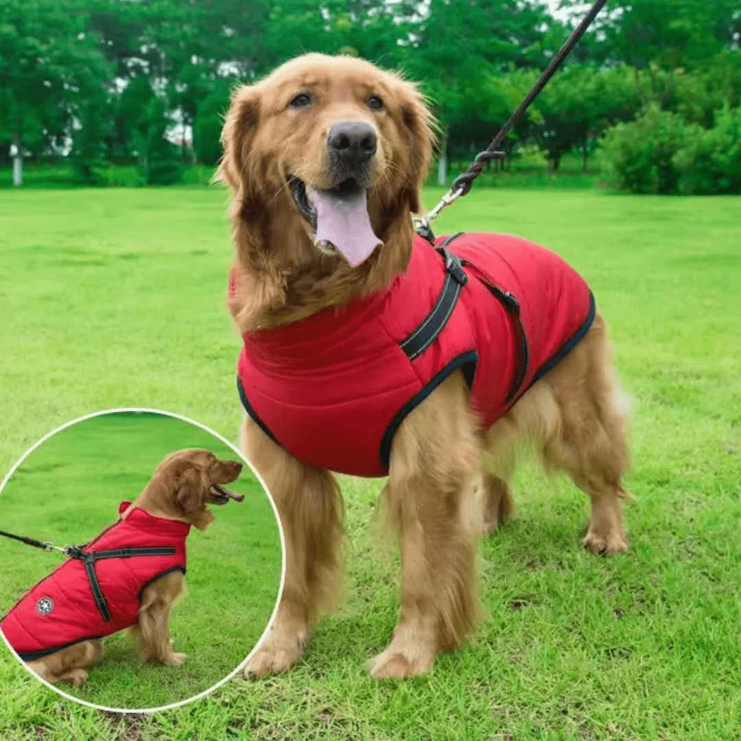 מעיל תרמי לכלב| לחורף בריא יותר - Pawfect D&C