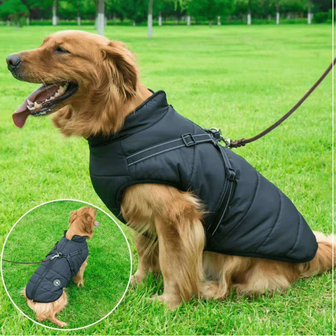 מעיל תרמי לכלב| לחורף בריא יותר - Pawfect D&C