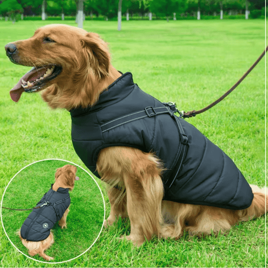 מעיל תרמי לכלב| לחורף בריא יותר - Pawfect D&C