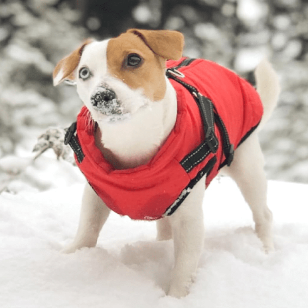 מעיל תרמי לכלב| לחורף בריא יותר - Pawfect D&C
