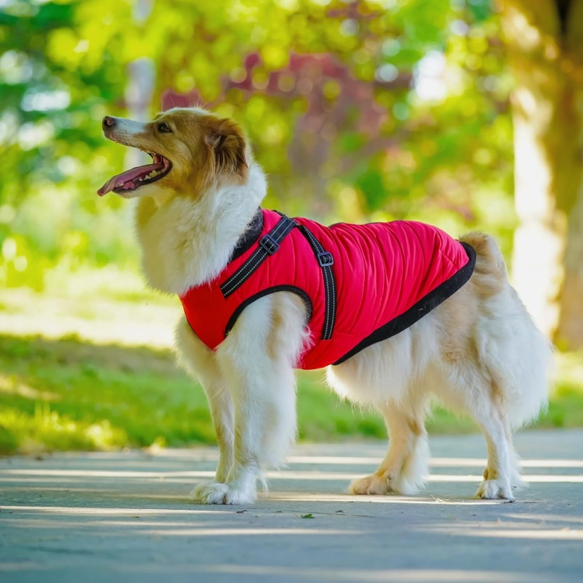 מעיל תרמי לכלב| לחורף בריא יותר - Pawfect D&C